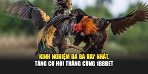 Kinh Nghiệm Đá Gà Hay Nhất, Tăng Cơ Hội Thắng Cùng 188Bet